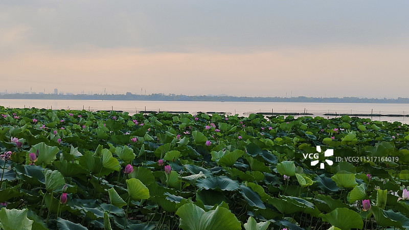 武汉东湖风景区 荷花湖 清晨朝霞图片素材
