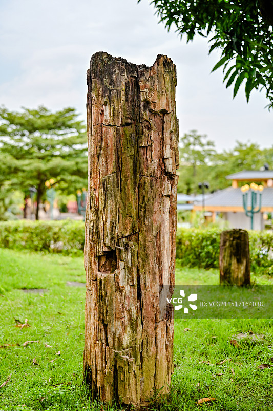 广州石头记矿物园 石化木图片素材