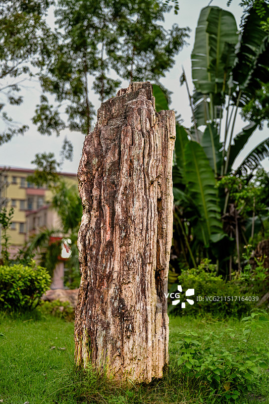广州石头记矿物园 石化木图片素材