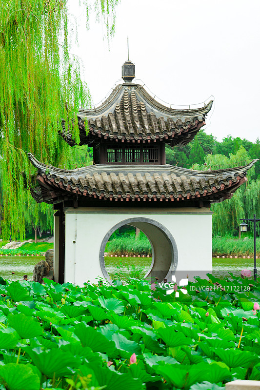 陶然亭公园荷花绽放 夏末初秋景色宜人图片素材