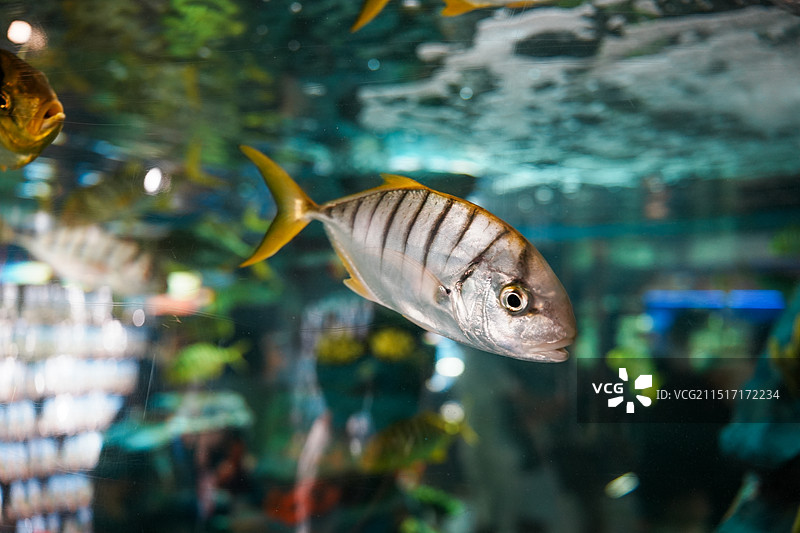 大连圣亚海洋世界图片素材