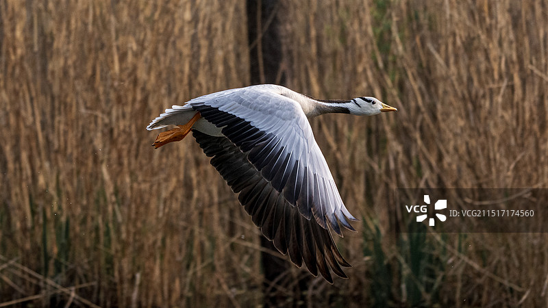 斑头雁图片素材