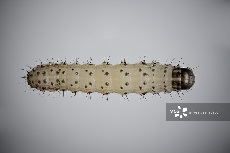 草地贪夜蛾图片素材