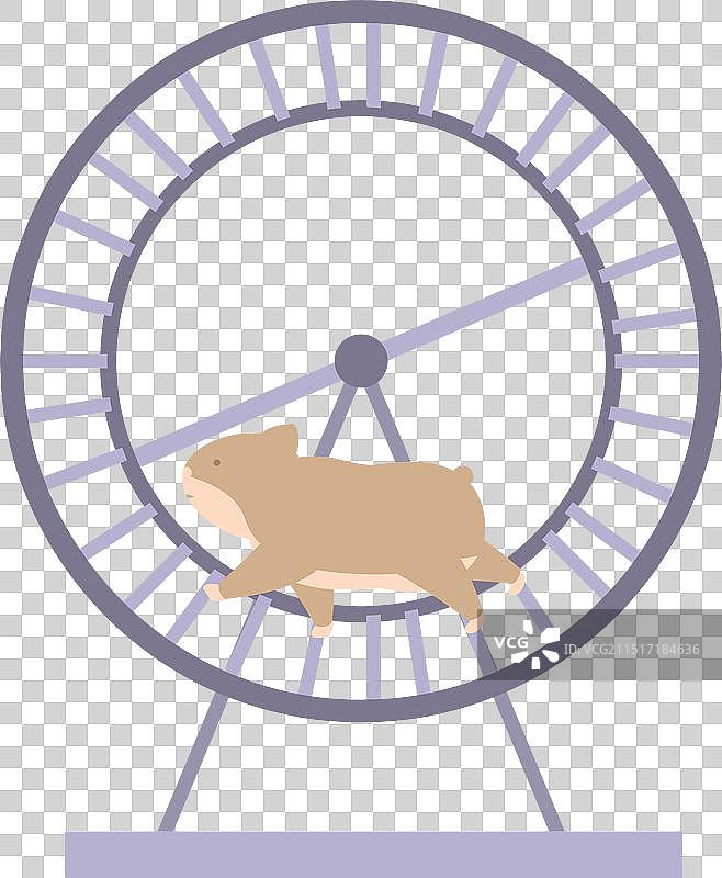 可爱的豚鼠在仓鼠轮上奔跑图片素材