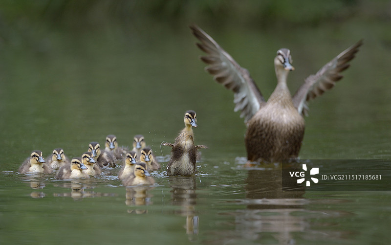 母与子(麻鸭)图片素材