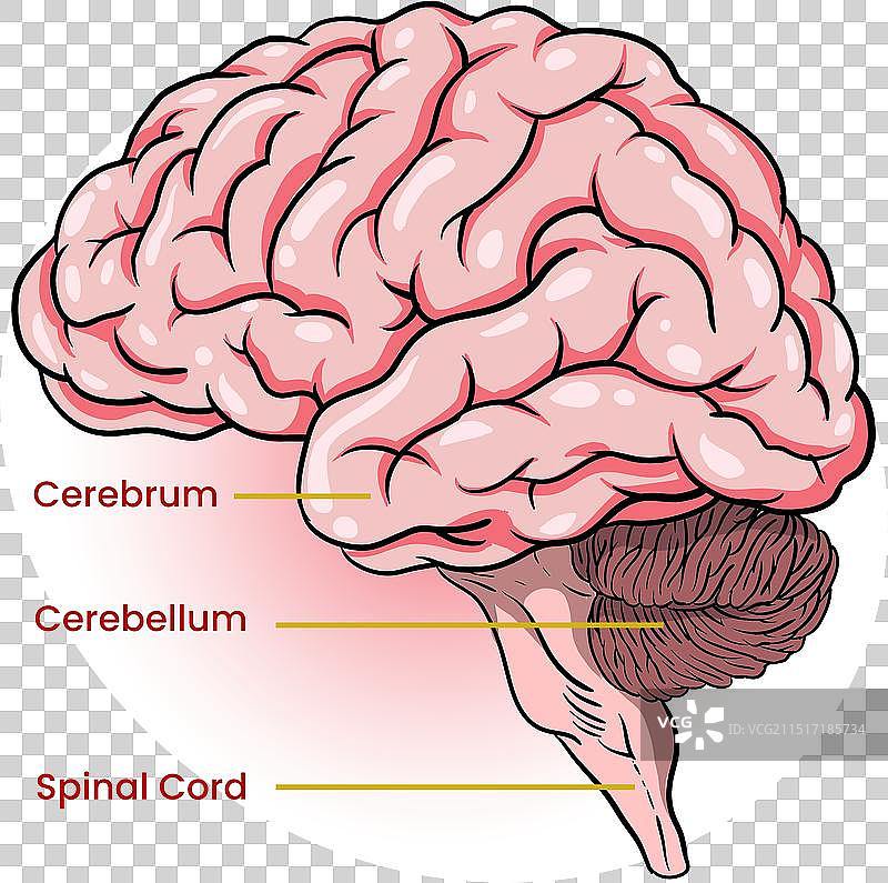 大脑各部分信息图图片素材