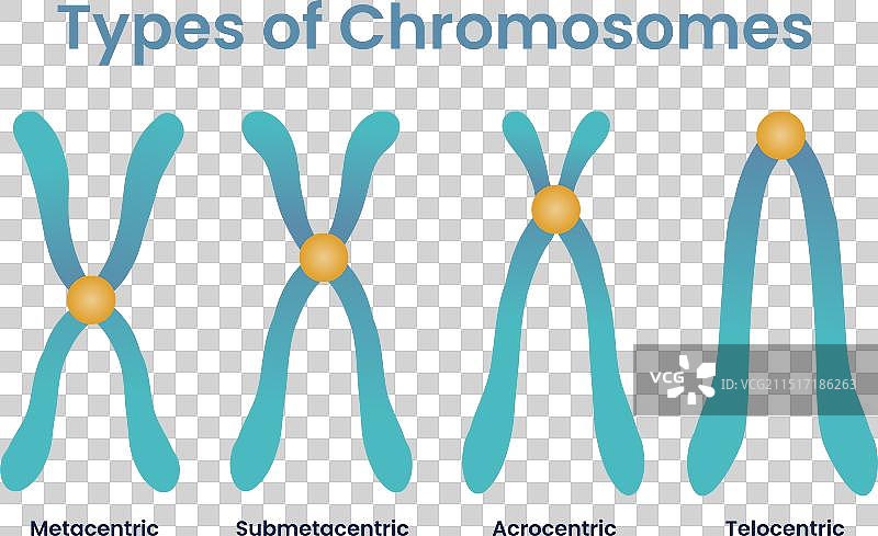 四种染色体类型图片素材