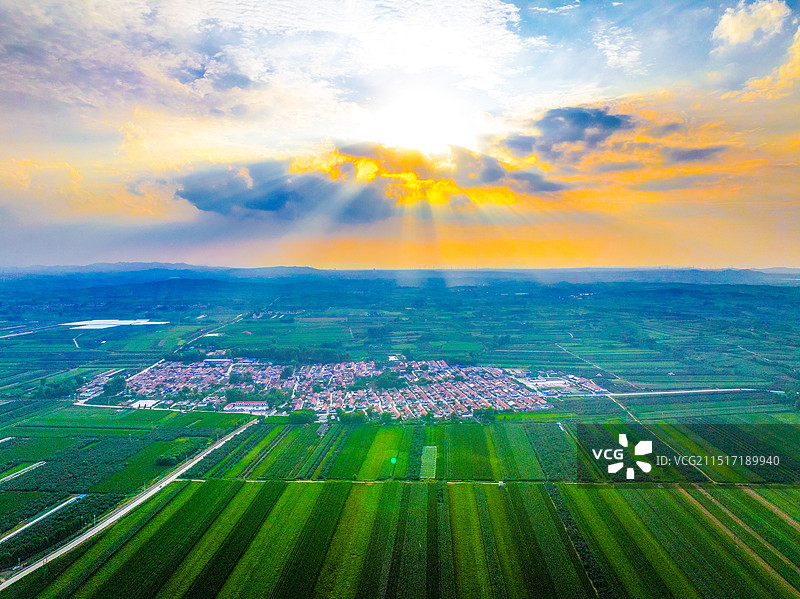 招远市夏甸镇曹孟村秋月梨图片素材