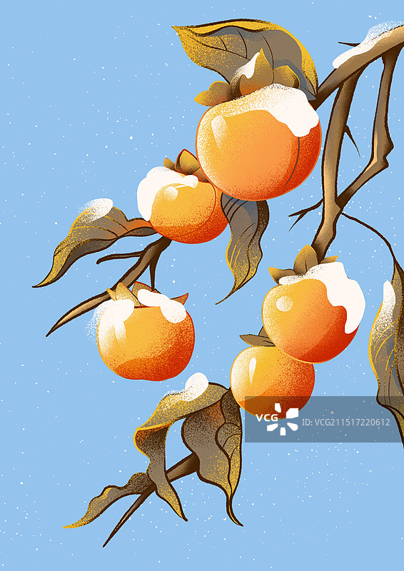霜降下雪覆盖的新鲜柿子枝条插画图片素材