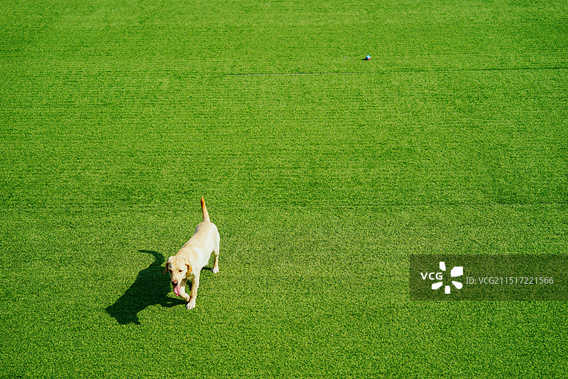 宠物友好宠物乐园草地图片素材