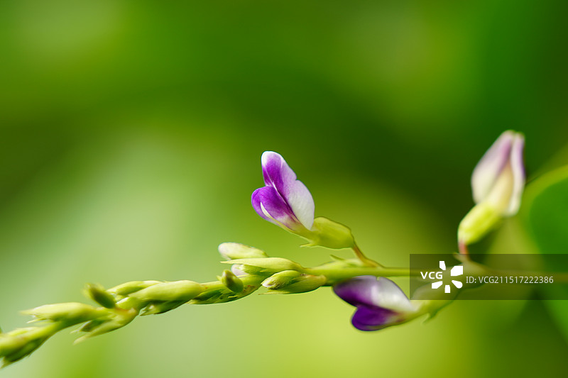 豌豆花图片素材