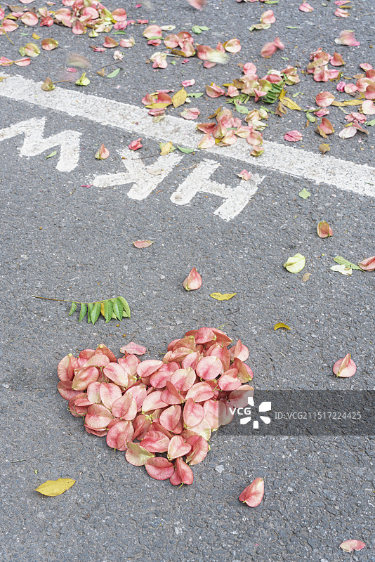 上海城市三号线大柏树站东宝兴路站地铁站秋天栾树风景图片素材