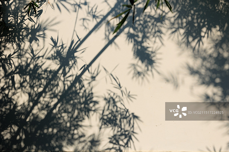 竹子的影子图片素材