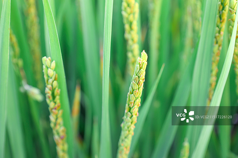 水稻图片素材
