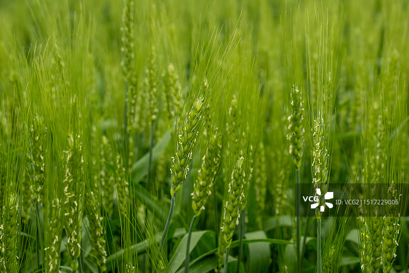 绿色的麦穗图片素材
