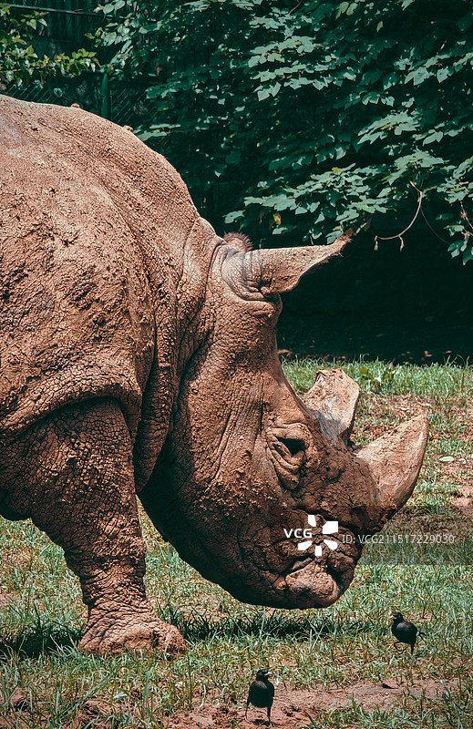 犀牛头部特写图片素材