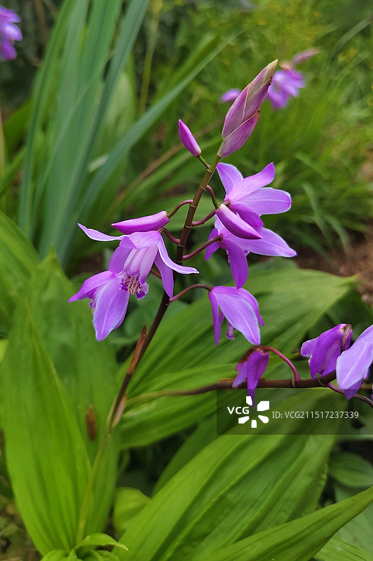 公园草丛里的一朵 白芨 白及 中药材图片素材