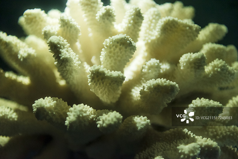 天津自然博物馆 疣状杯形珊瑚图片素材