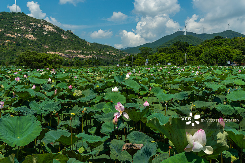 荷花盛开，广东省阳江市阳东区东平镇口洋村图片素材