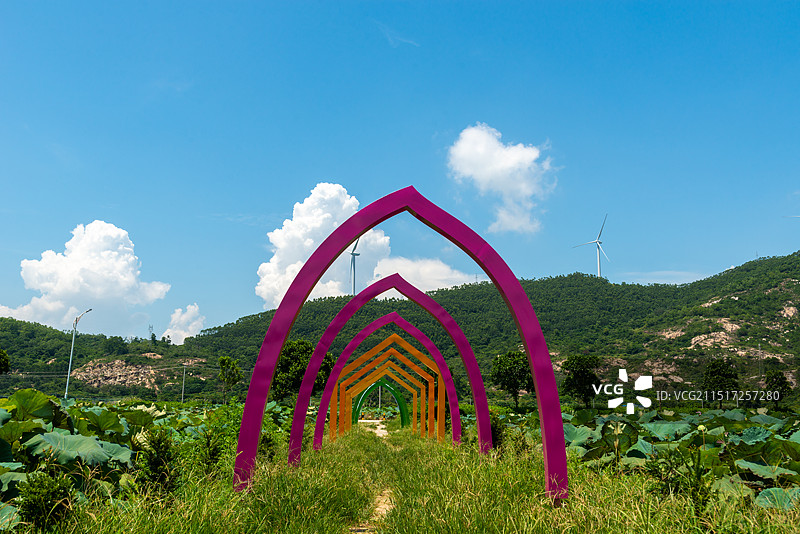 广东省阳江市东平镇口洋村荷花景观图片素材