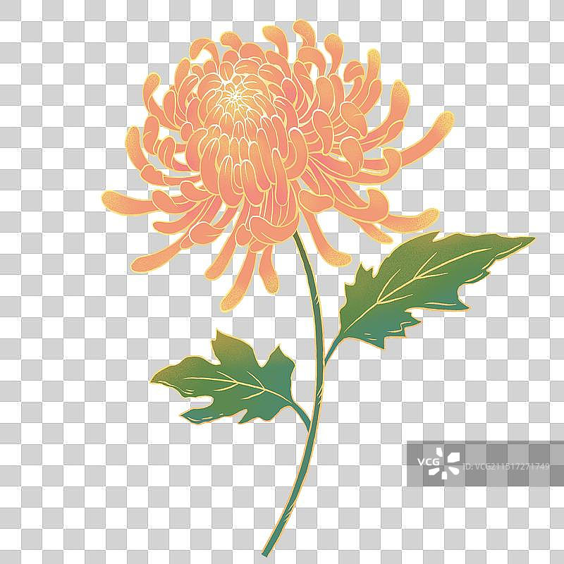 中国风线性粉色菊花图片素材