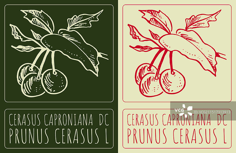 手绘欧洲甜樱桃图图片素材