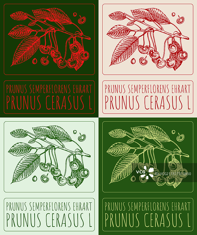 各种盛开的李属植物绘画合集图片素材