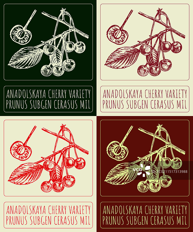 阿纳多卢樱桃品种手绘图集合图片素材