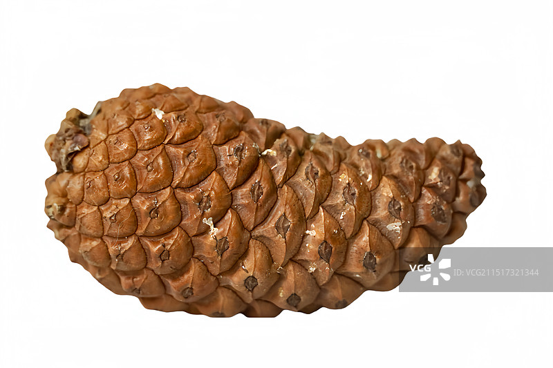 松果特写图片素材