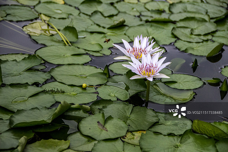植物园中的莫奈花园之睡莲图片素材