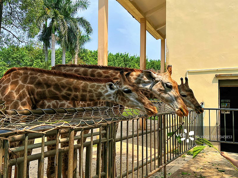 南宁市动物园图片素材