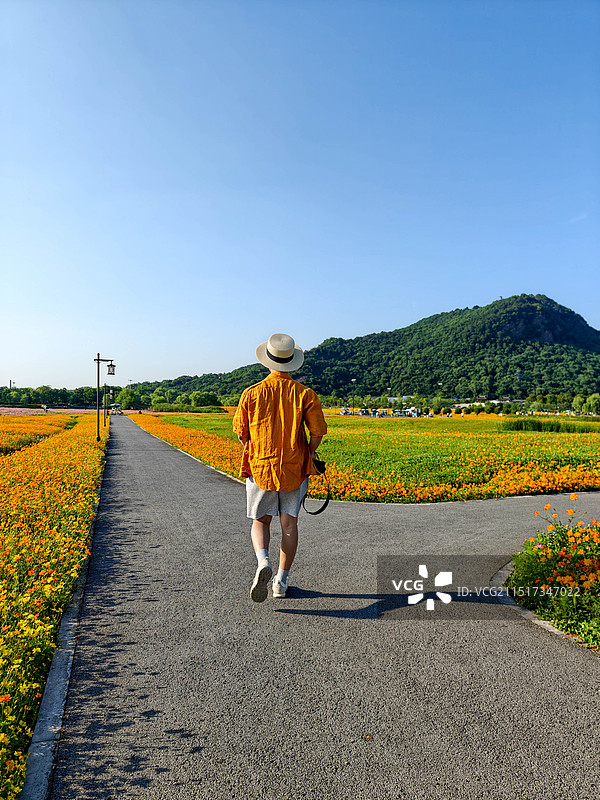 杭州 湘花岛 花海 波斯菊 眉山路 石岩山 旅行者 戴草帽的男人 摄影师 拍摄 旅行 生活方式 拍照图片素材