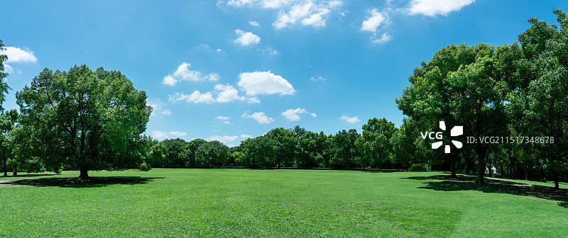 两棵大树中间的草坪图片素材
