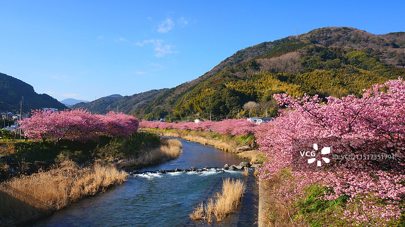 日本静冈县河津町，在河岸两侧堤岸盛开的早樱河津樱图片素材