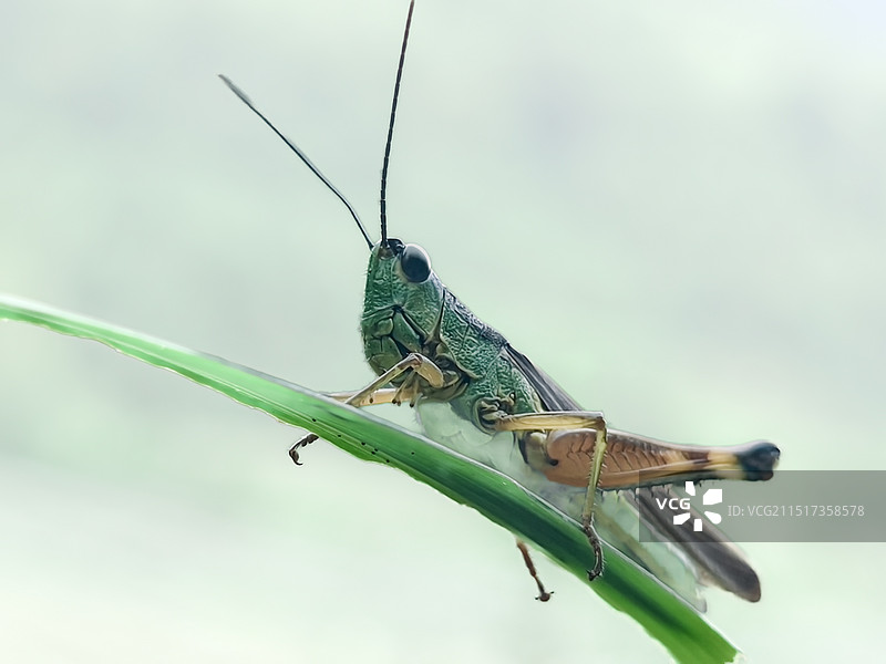 入秋蚂蚱图片素材