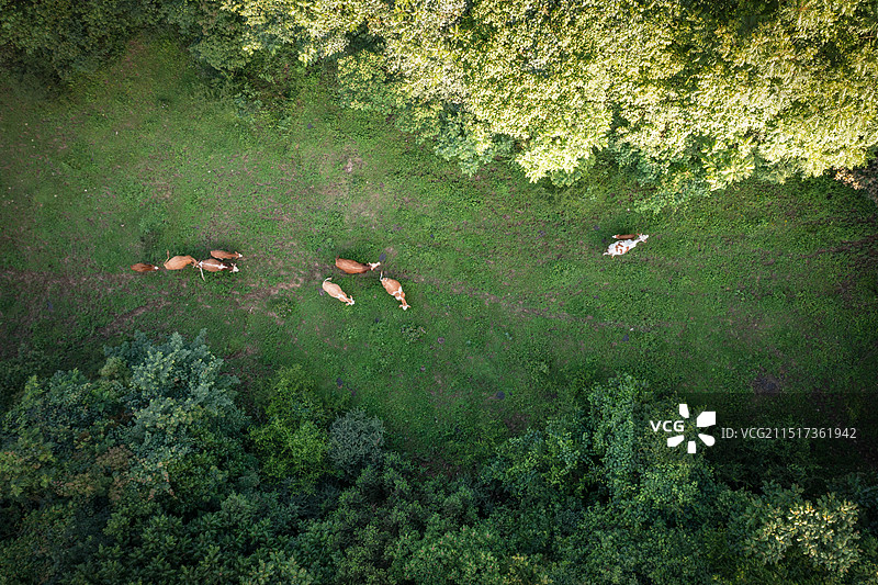 大山里的牛群图片素材
