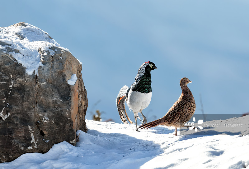 《视若无睹》白腹锦鸡(左) 雉鸡雌鸟(右)图片素材