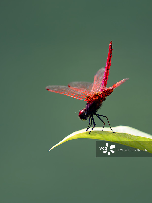 蜻蜓图片素材