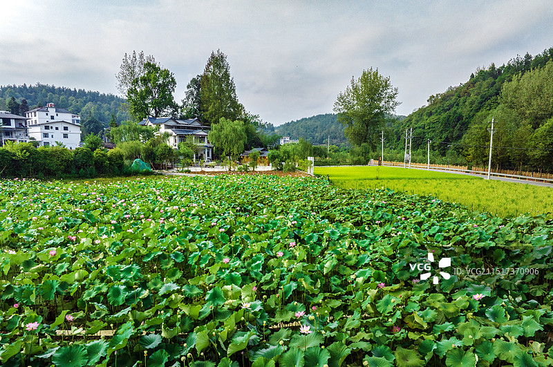 荷花  龙船水乡凉雾田园风光图片素材