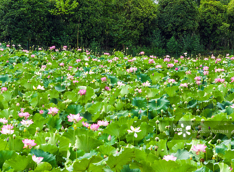 荷花  龙船水乡凉雾田园风光图片素材