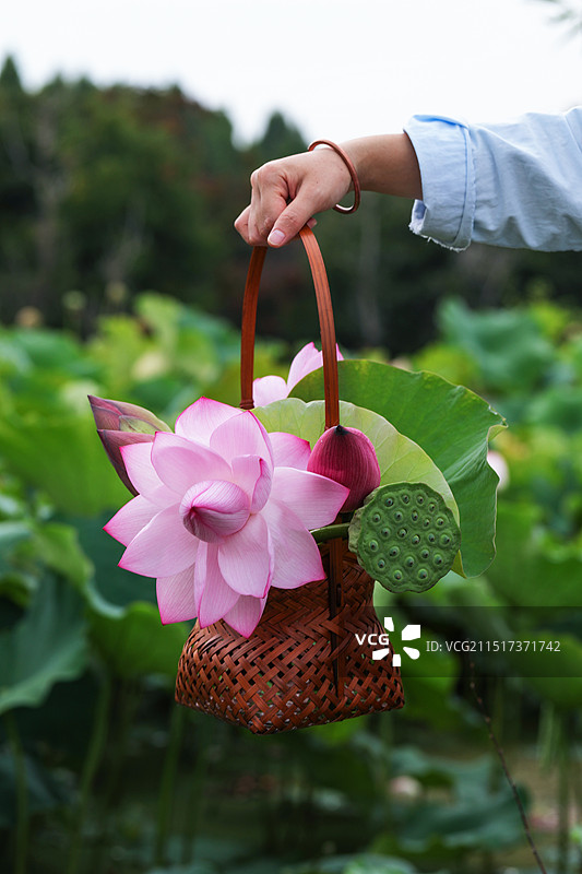 户外荷花池旁手持一篮荷花图片素材