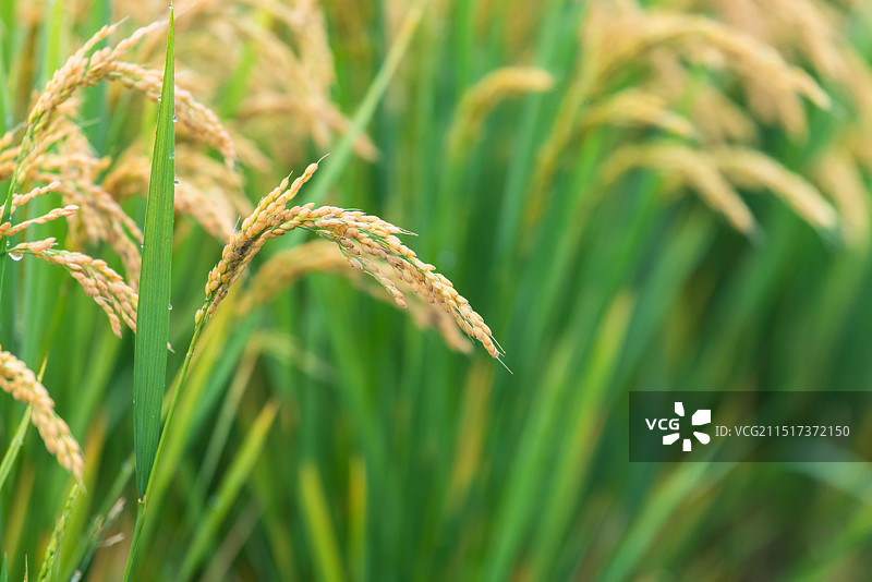 秋天丰收的水稻田图片素材