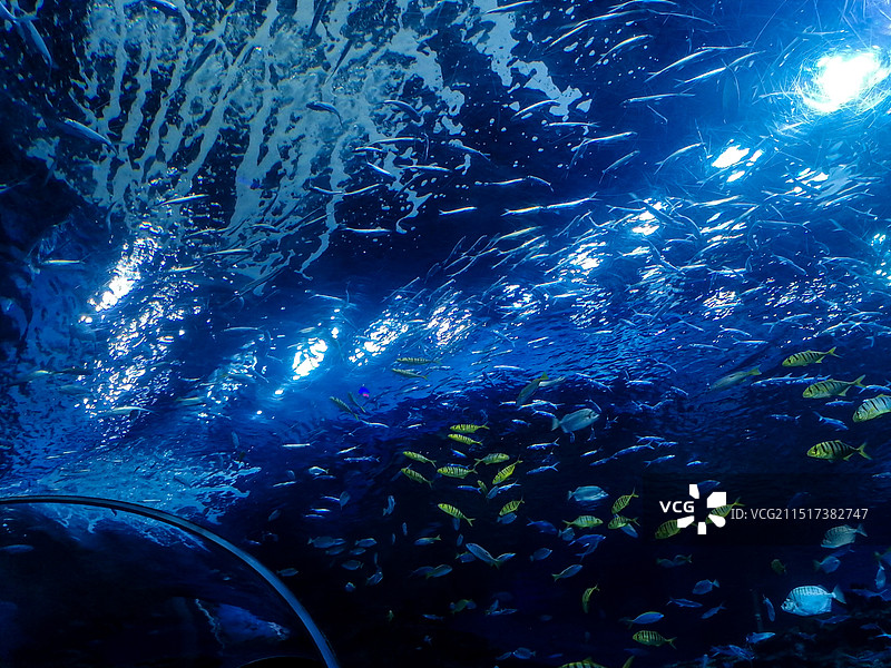 成都海昌极地海洋世界景区图片素材