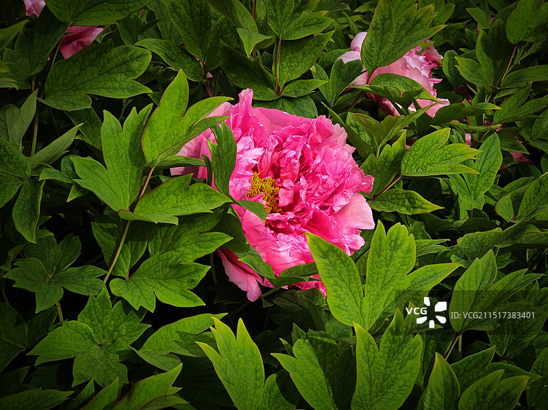 牡丹花开图片素材