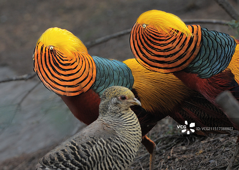 示爱(红腹锦鸡)图片素材