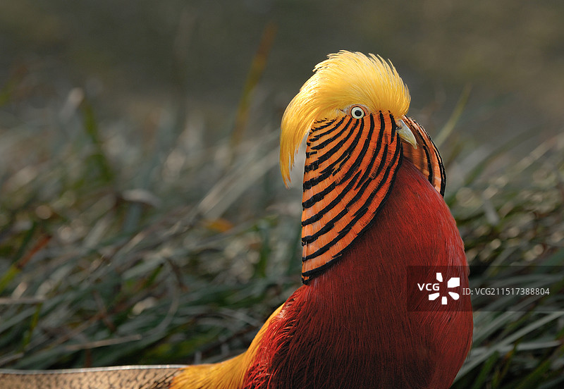 肖像(红腹锦鸡)图片素材