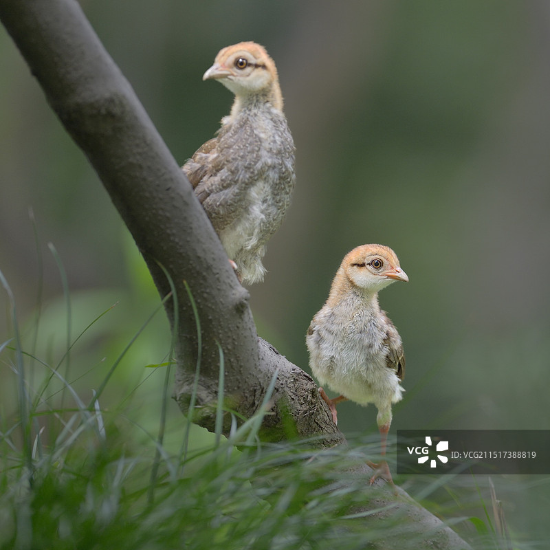 二个小崽(白鹇)图片素材
