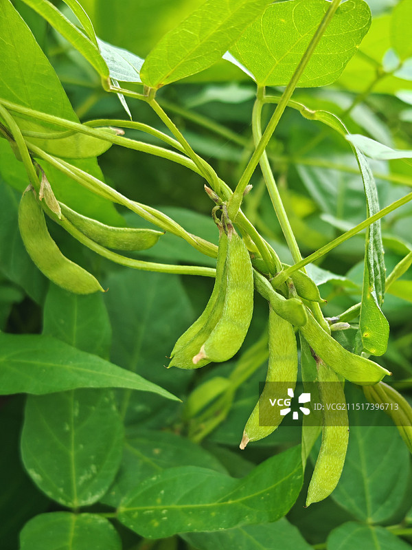 野大豆图片素材