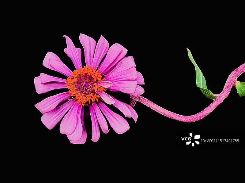 黑背景下的百日菊图片素材