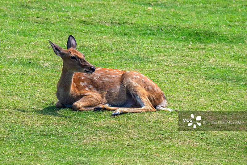 梅花鹿图片素材
